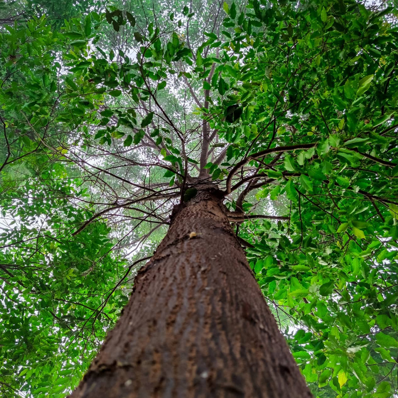 tree-obj-03