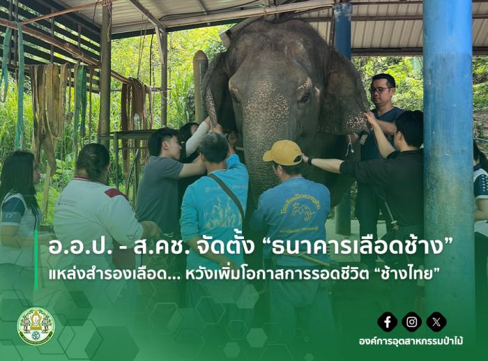 img : อ.อ.ป. - ส.คช. จัดตั้ง “ธนาคารเลือดช้าง” แหล่งสำรองเลือด... หวังเพิ่มโอกาสการรอดชีวิต “ช้างไทย”